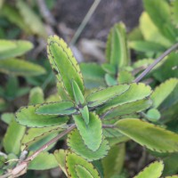 <i>Kalanchoe pinnata</i>  (Lam.) Pers.